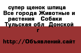 супер щенок шпица - Все города Животные и растения » Собаки   . Тульская обл.,Донской г.